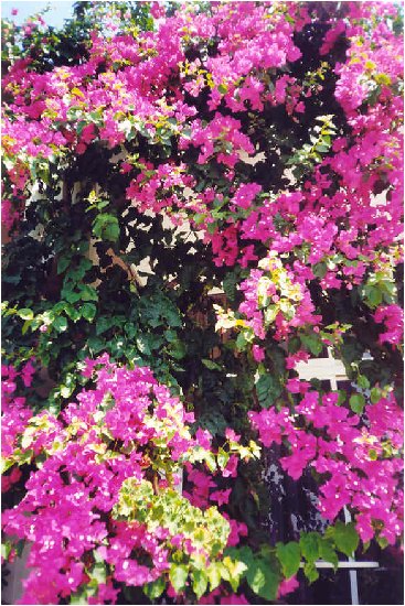 Rodos jest wyspą pełną kwiatów, przynajmniej w lipcu. Ta roślina nazywa się bugavilla