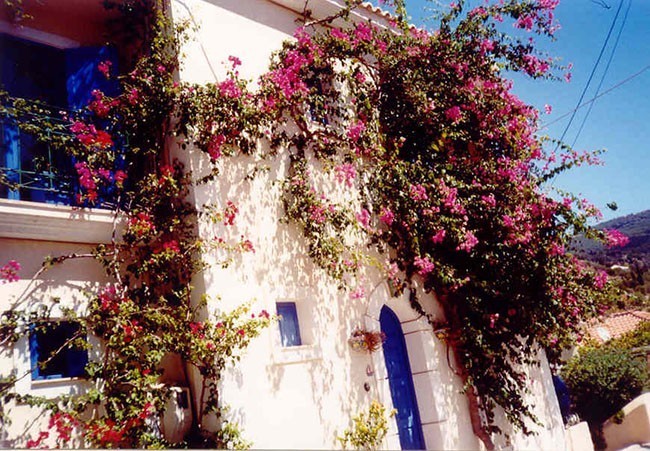 Assos - ściany niektórych budynków pokrywają tak piękne kwiaty 