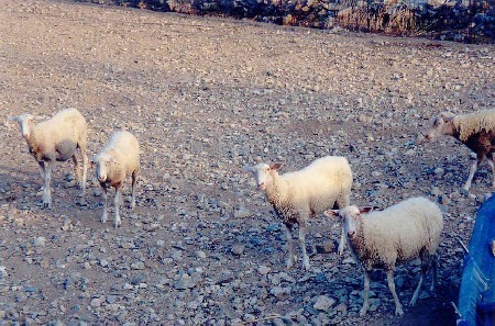 A spotkane owce przyglądały mi się ciekawie