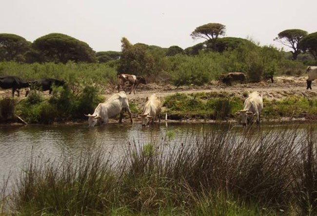 A jakie niesamowite tu krajobrazy! Niczym sawanna... Stado wychudzonych krów pije zachłannie wodę z rzeki