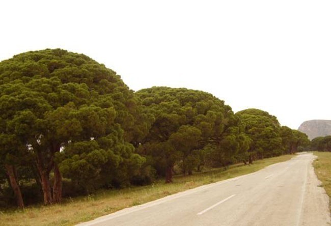 Wokół bajeczne drzewa, na które Grecy mówią pefko parasol