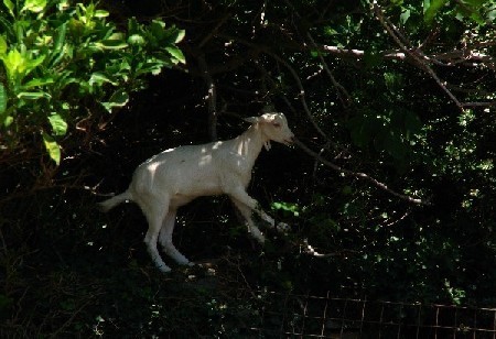 Kozy, kozy wszędzie... podjadają liście z wszystkich drzew, z których tylko mogą: na zielonej wyspie Evia z pewnością nie są głodne 