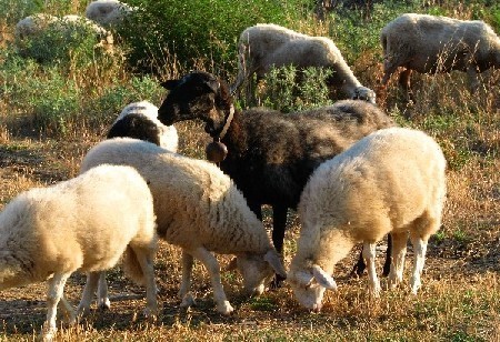 Stado  owiec się pasie na trawie obok plaży Potami 