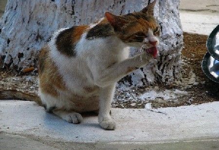 Marmari: jeden tutejszych kotów i jego toaleta po obiedzie w postaci małej rybki