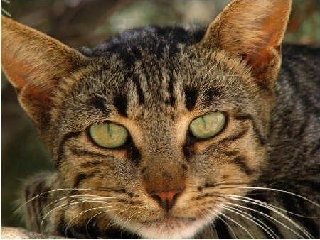 Jeden z piękniejszych kotów jakie spotkałam na wyspie Sikinos  