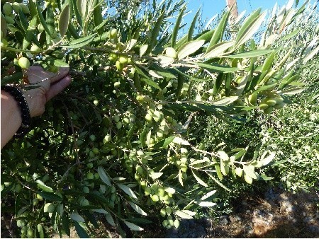Obsypane dużą  ilością owoców niewielkie drzewka oliwkowe. Tu: w wiosce Alika