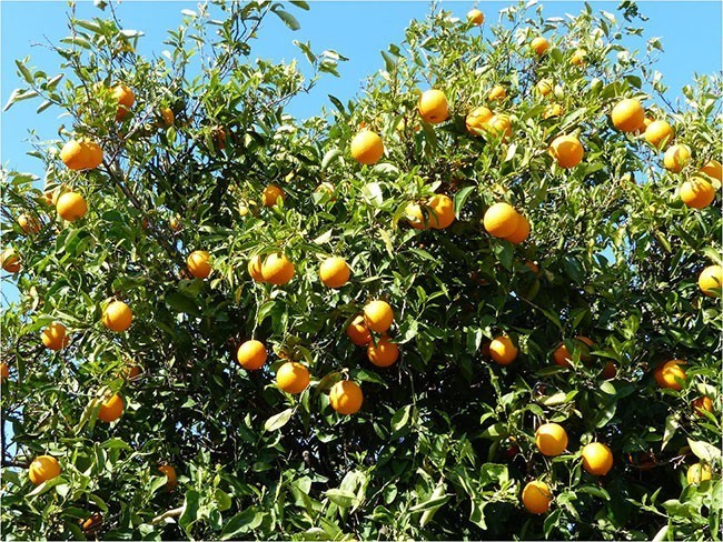 Kolejny gaj pomarańczowy: na ich brak w tym terenie doprawdy narzekać nie można