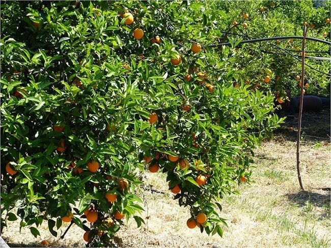 Gałązki drzewek pomarańczowych aż uginają się pod ciężarem owoców, a gajów pomarańczowych na tym terenie spore ilości