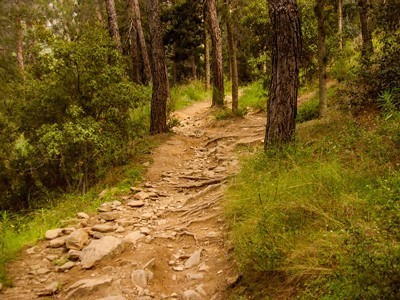 Ścieżka leśna [fot. Betaki 2008]