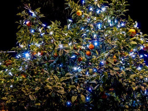 Drzewka pomarańczowe w centrum Aten udekorowane świątecznie