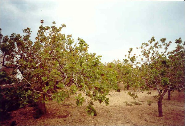 Całe hektary wyspy Egina porośnięte są takimi właśnie drzewkami pistacjowymi