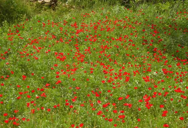 Wiosna w Grecji jest zawsze śliczna, bo mnóstwo tutaj pięknie kwitnących kwiatów. Te pola makowe spotkałam jeżdżąc na rowerze w pobliżu wioski Thymiana