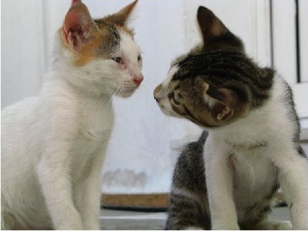 Kotów w mieście Mykonos całe mnóstwo, a te dwa spodobały mi się najbardziej 