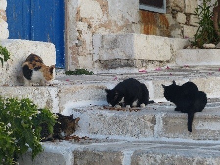 Paroikia: a kotów na Starówce, jak na wszystkich Cykladach, całe mnóstwo