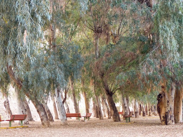 Las eukaliptusowy w „Oasis” (Park im N. Kazantzakisa) 
